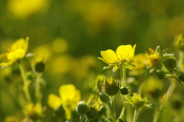 Güneşte bahar çiçekleri. Doğa arkaplanı
