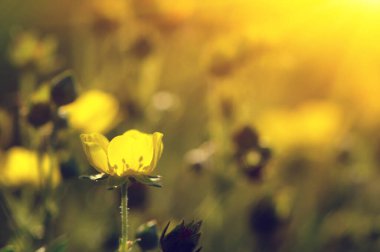 Güneşte bahar çiçekleri. Doğa arkaplanı