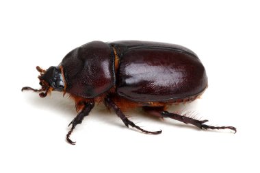 Beyaz arkaplanda izole edilmiş böcek