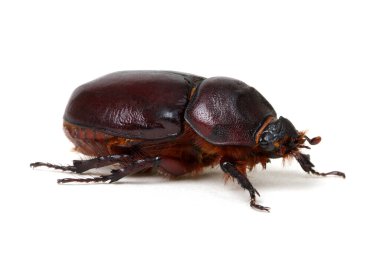 Beyaz arkaplanda izole edilmiş böcek