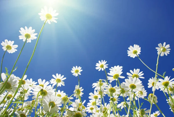 Field Daisies Blue Sky Sun — Stock Photo, Image