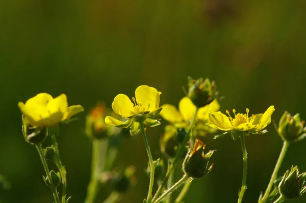 Fiori Primaverili Sul Sole Sfondo Della Natura — Foto Stock