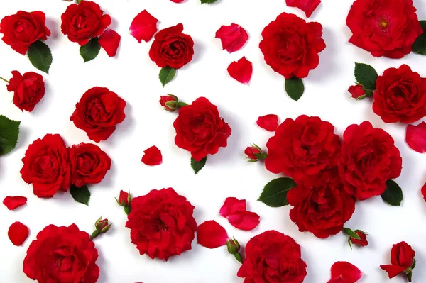 Червоні Троянди Білому Тлі — стокове фото