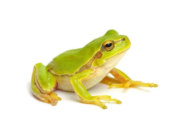 Green Tree Frog Isolated White Background — Stock Photo, Image