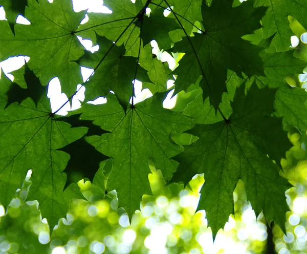 Grüne Blätter Auf Dem Grünen Bokeh Hintergrund — Stockfoto