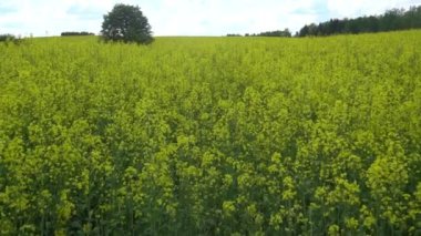 çiçekli kolza alan.