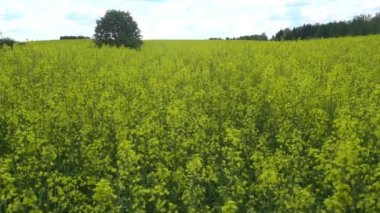 çiçekli kolza alan.