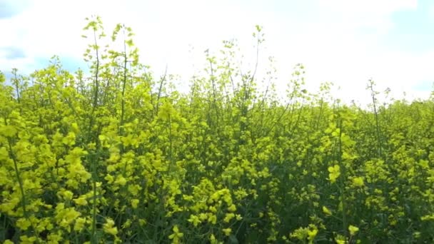 Campo de colza com floração . — Vídeo de Stock