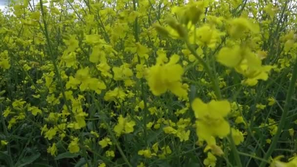 Campo de colza con floración . — Vídeos de Stock