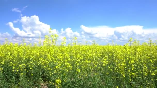 Flowering rapeseed field. — Stock Video