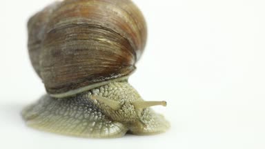 Beyaz Bahçe salyangoz