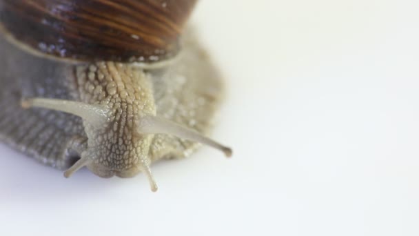 Caracol de jardim em branco — Vídeo de Stock