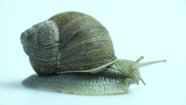 Gartenschnecke auf Weiß — Stockvideo