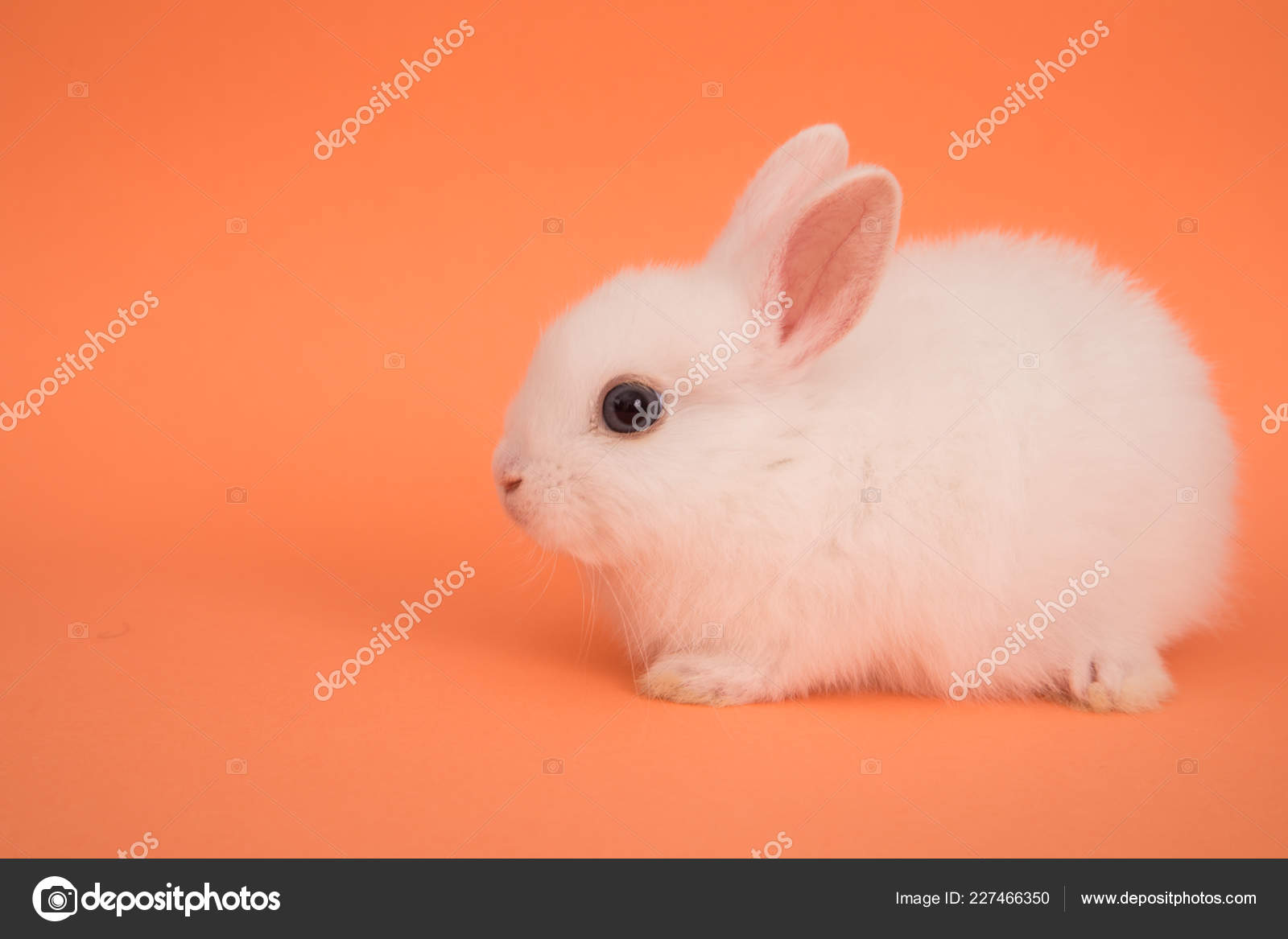 Baby cute rabbit Stock Photo by ©Djemphoto 227466350
