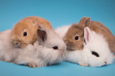 küçük sevimli tavşanlar