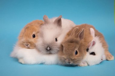 küçük sevimli tavşanlar