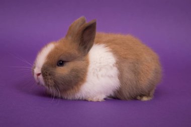 Bebek şirin tavşan