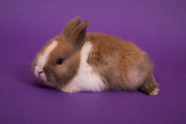 Bebek şirin tavşan