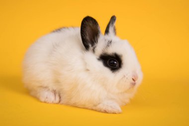 Bebek şirin tavşan