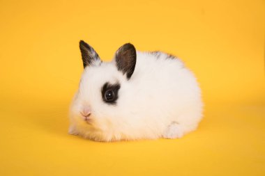 Bebek şirin tavşan