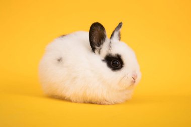 Bebek şirin tavşan