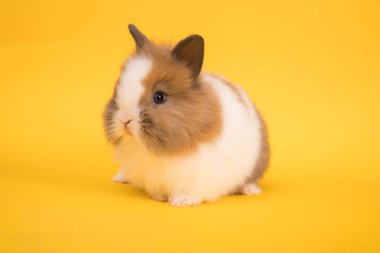 Bebek şirin tavşan