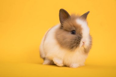 Bebek şirin tavşan