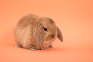 Bebek şirin tavşan