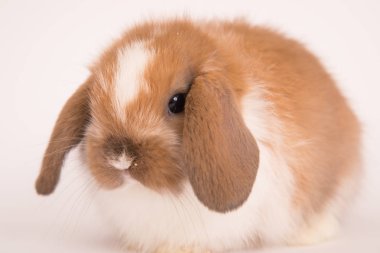 Bebek şirin tavşan