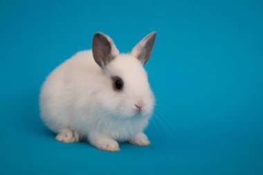 Bebek şirin tavşan