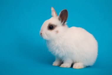 Bebek şirin tavşan