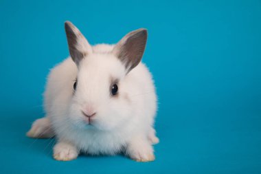 Bebek şirin tavşan