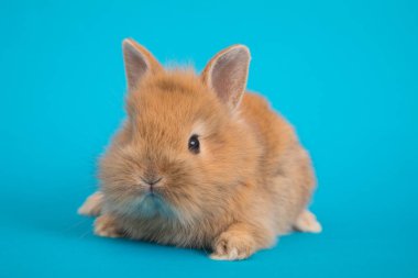 Bebek şirin tavşan