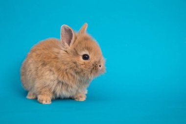 Bebek şirin tavşan