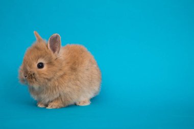 Bebek şirin tavşan