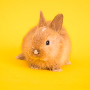 Bebek şirin tavşan