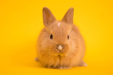 Bebek şirin tavşan