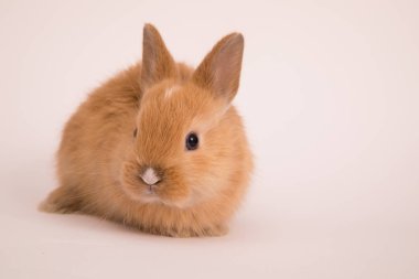 Bebek şirin tavşan