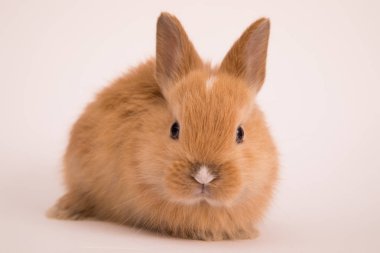 Bebek şirin tavşan