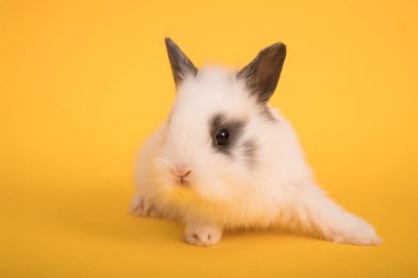 Bebek şirin tavşan