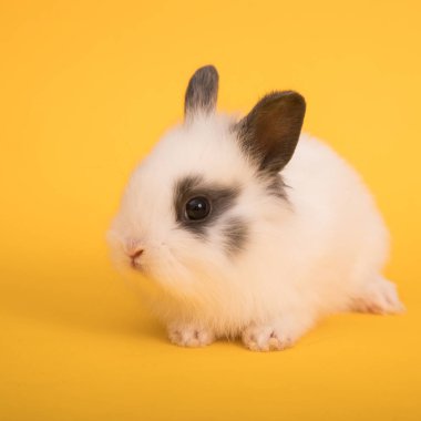 Bebek şirin tavşan