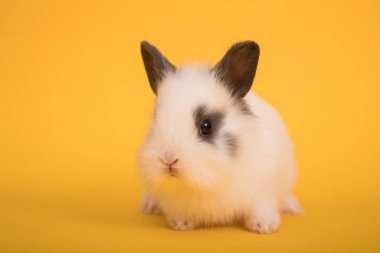 Bebek şirin tavşan renk arka plan üzerinde