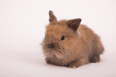 Bebek şirin tavşan