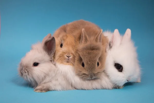 Kleine Niedliche Kaninchen Auf Blauem Hintergrund — Stockfoto