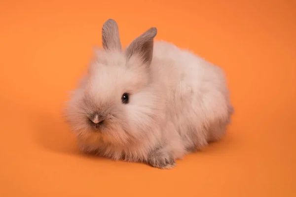 Baby süßes Kaninchen — Stockfoto