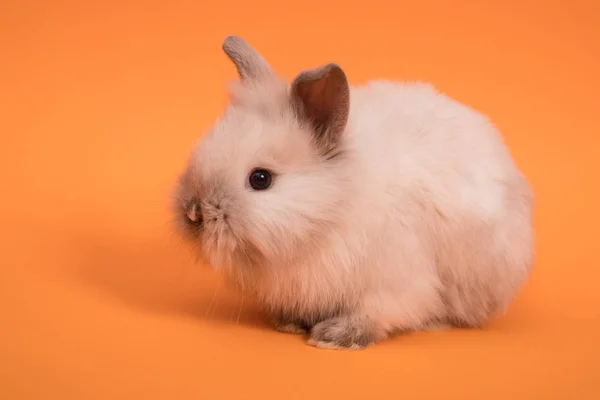Ładny królik Baby — Zdjęcie stockowe