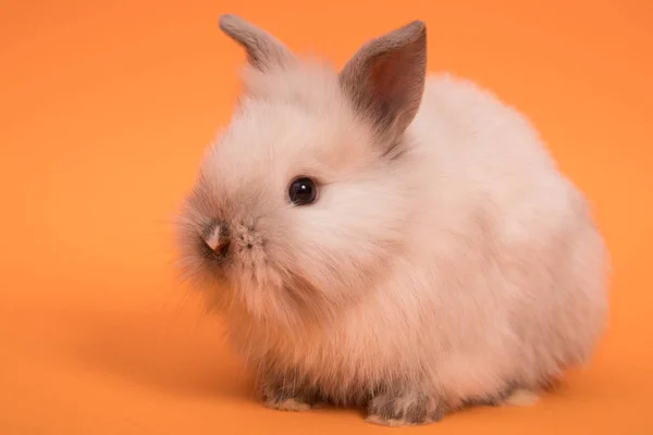 Baby söt kanin — Stockfoto