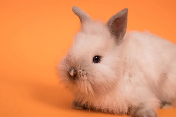 Baby cute rabbit — Stock Photo, Image