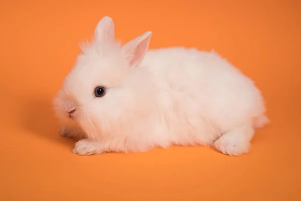 Baby süßes Kaninchen — Stockfoto