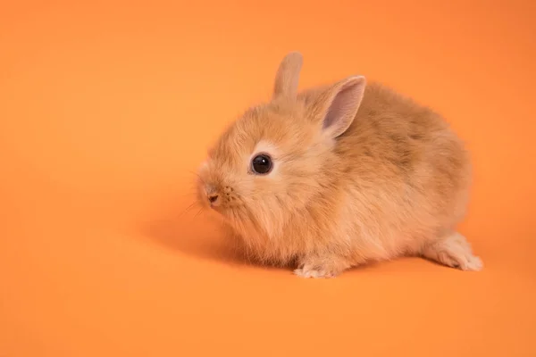 Baby söt kanin — Stockfoto